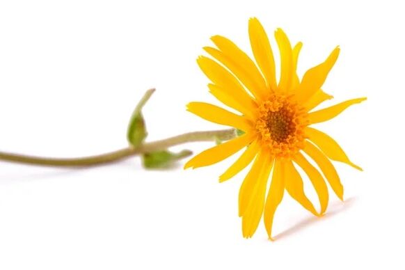 Hondrox contains arnica extract